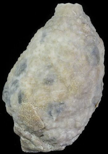 Cystoid (Holocystites) Fossil - Indiana #61984